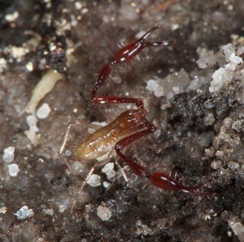 Media type: image;   Invertebrate Zoology 21577